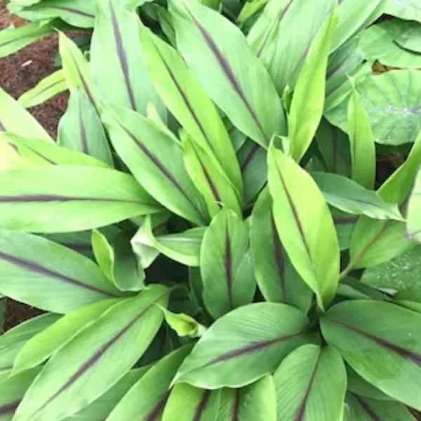 Green_Paradise_Black_Turmeric_Live_Plant_Curcuma_Caesia_Rare_Medicinal_Herb_Default_Title