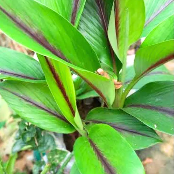 Green_Paradise_Black_Turmeric_Live_Plant_Curcuma_Caesia_Rare_Medicinal_Herb_Default_Title