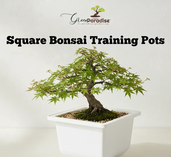 Green_Paradise_Bonsai_Pots_Plastic_Bonsai_Training_Pots_Square_White_Set_Of_5