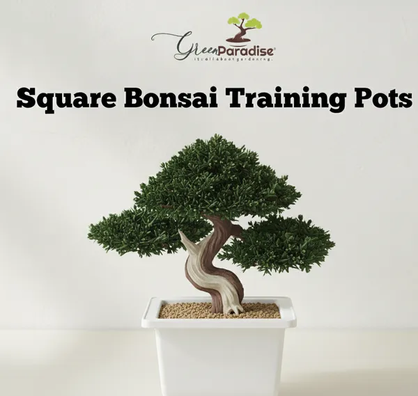 Green_Paradise_Bonsai_Pots_Plastic_Bonsai_Training_Pots_Square_White_Set_Of_10