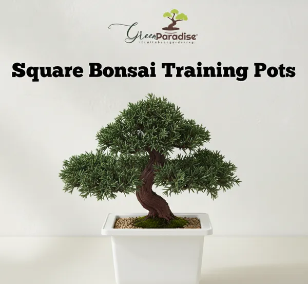 Green_Paradise_Bonsai_Pots_Plastic_Bonsai_Training_Pots_Square_White_Set_Of_10