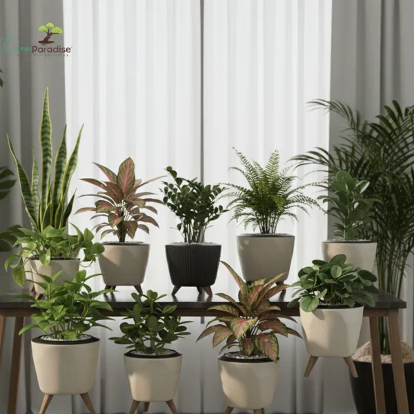 Green_Paradise_Premium_Plastic_Pot_Durable_Lightweight_Planters_10