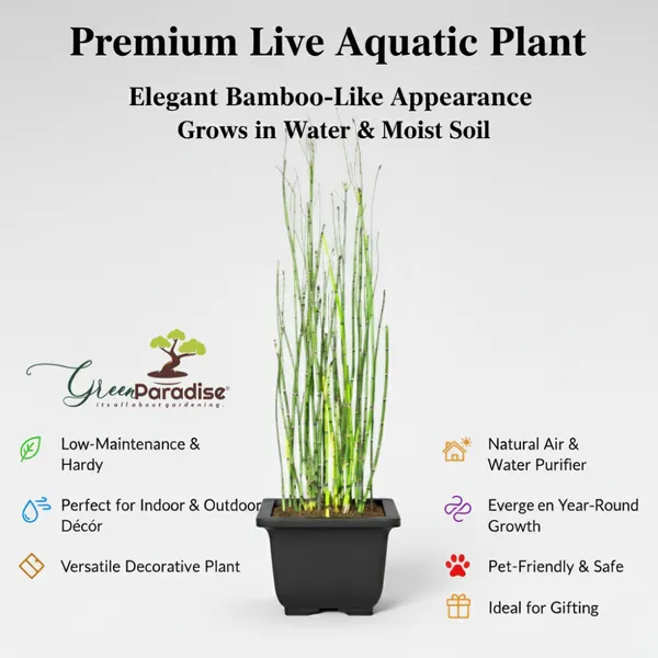 Green_Paradise_Water_Bamboo_Equisetum_Live_Aquatic_Plant_For_Home_Garden_Ponds_Indoor_D_Cor_Low_Maintenance_Evergreen_Horsetail_Plant_Default_Title