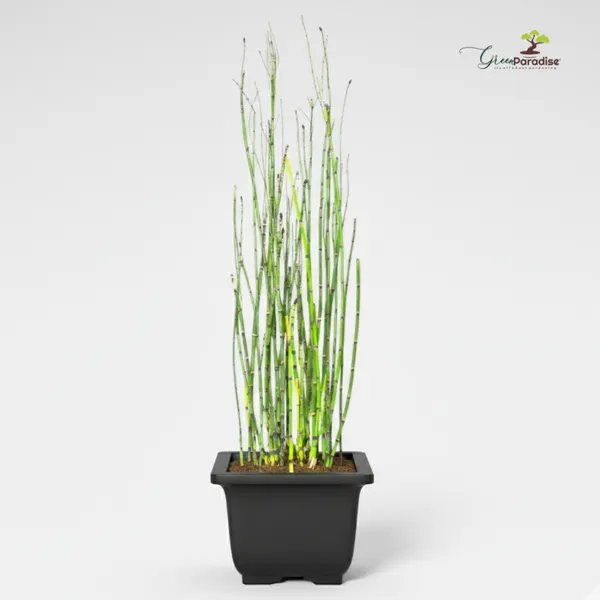 Green_Paradise_Water_Bamboo_Equisetum_Live_Aquatic_Plant_For_Home_Garden_Ponds_Indoor_D_Cor_Low_Maintenance_Evergreen_Horsetail_Plant_Default_Title