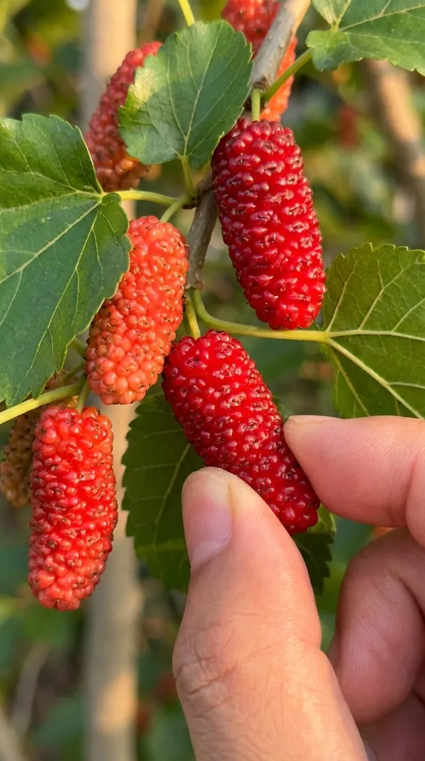 Taiwan_Mulberry_Fruit_Plant_Morus_Sp_Live_Plant_Fast_Growing_Berry_Plant_For_Home_Garden_Suitable_For_Indian_Climate_Default_Title