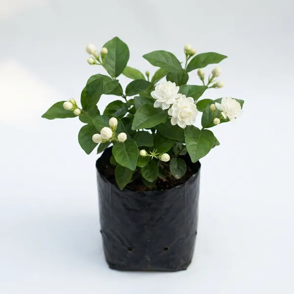 Green_Paradise_Exclusive_Live_Moti_Mogra_Plant_Jasminum_Sambac_Fragrant_Arabian_Jasmine_For_Home_Garden_Default_Title