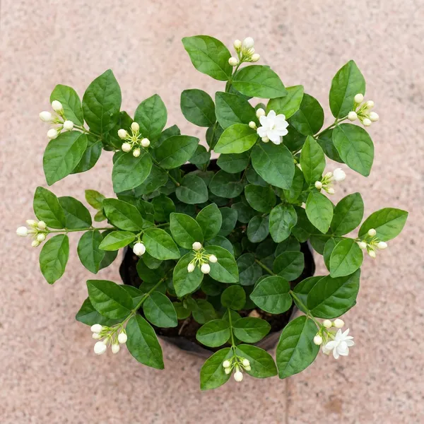 Green_Paradise_Exclusive_Live_Moti_Mogra_Plant_Jasminum_Sambac_Fragrant_Arabian_Jasmine_For_Home_Garden_Default_Title