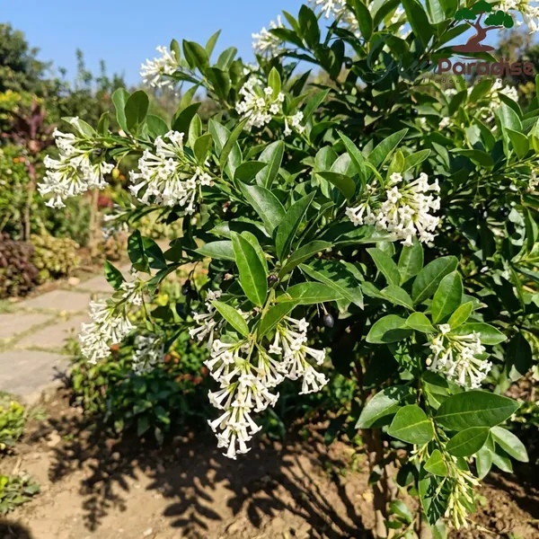 Green_Paradise_Ultimate_Fragrant_Plants_Combo_Set_Of_10_Live_Flowering_Plants_Moti_Mogra_Madhukamini_Parijat_Madhumalti_Pink_Plumeria_Din_Ka_Raja_Gardenia_Raat_Ki_Rani_Jui_Chandni_Default_Title