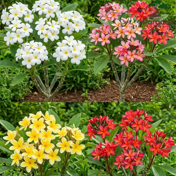 Green_Paradise_Ultimate_Fragrant_Plants_Combo_Set_Of_10_Live_Flowering_Plants_Moti_Mogra_Madhukamini_Parijat_Madhumalti_Pink_Plumeria_Din_Ka_Raja_Gardenia_Raat_Ki_Rani_Jui_Chandni_Default_Title