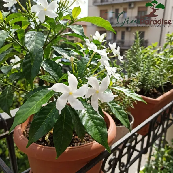 Green_Paradise_Ultimate_Fragrant_Plants_Combo_Set_Of_10_Live_Flowering_Plants_Moti_Mogra_Madhukamini_Parijat_Madhumalti_Pink_Plumeria_Din_Ka_Raja_Gardenia_Raat_Ki_Rani_Jui_Chandni_Default_Title