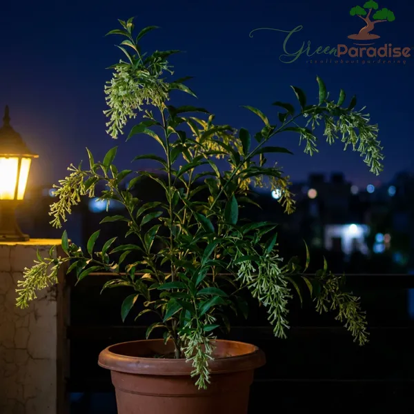Green_Paradise_Ultimate_Fragrant_Plants_Combo_Set_Of_10_Live_Flowering_Plants_Moti_Mogra_Madhukamini_Parijat_Madhumalti_Pink_Plumeria_Din_Ka_Raja_Gardenia_Raat_Ki_Rani_Jui_Chandni_Default_Title
