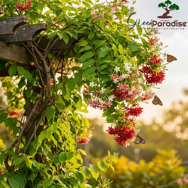Green_Paradise_Ultimate_Fragrant_Plants_Combo_Set_Of_10_Live_Flowering_Plants_Moti_Mogra_Madhukamini_Parijat_Madhumalti_Pink_Plumeria_Din_Ka_Raja_Gardenia_Raat_Ki_Rani_Jui_Chandni_Default_Title
