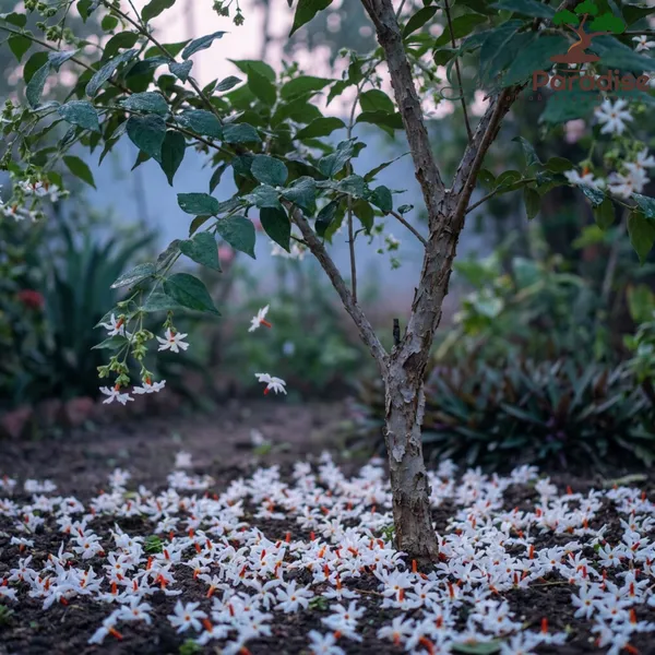 Green_Paradise_Ultimate_Fragrant_Plants_Combo_Set_Of_10_Live_Flowering_Plants_Moti_Mogra_Madhukamini_Parijat_Madhumalti_Pink_Plumeria_Din_Ka_Raja_Gardenia_Raat_Ki_Rani_Jui_Chandni_Default_Title