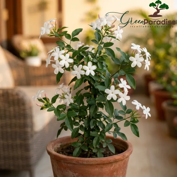 Green_Paradise_Ultimate_Fragrant_Plants_Combo_Set_Of_10_Live_Flowering_Plants_Moti_Mogra_Madhukamini_Parijat_Madhumalti_Pink_Plumeria_Din_Ka_Raja_Gardenia_Raat_Ki_Rani_Jui_Chandni_Default_Title