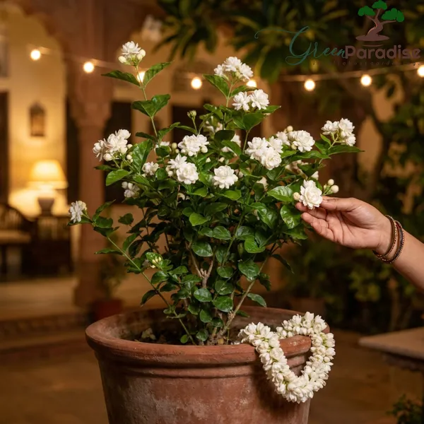Green_Paradise_Ultimate_Fragrant_Plants_Combo_Set_Of_10_Live_Flowering_Plants_Moti_Mogra_Madhukamini_Parijat_Madhumalti_Pink_Plumeria_Din_Ka_Raja_Gardenia_Raat_Ki_Rani_Jui_Chandni_Default_Title