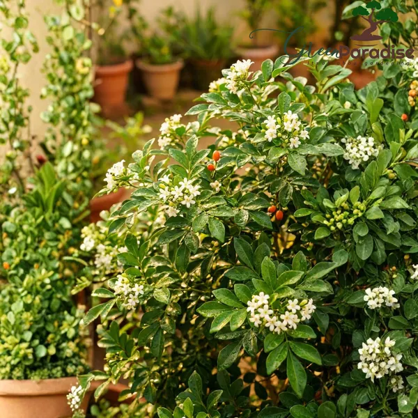 Green_Paradise_Ultimate_Fragrant_Plants_Combo_Set_Of_10_Live_Flowering_Plants_Moti_Mogra_Madhukamini_Parijat_Madhumalti_Pink_Plumeria_Din_Ka_Raja_Gardenia_Raat_Ki_Rani_Jui_Chandni_Default_Title