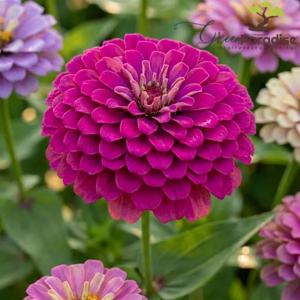 Green_Paradise_Purple_Zinnia_Flower_Seeds_Zinnia_Elegans_Premium_Quality_Annual_Flower_Seeds_Easy_To_Grow_Ideal_For_Home_Garden_Balcony_Terrace_Default_Title