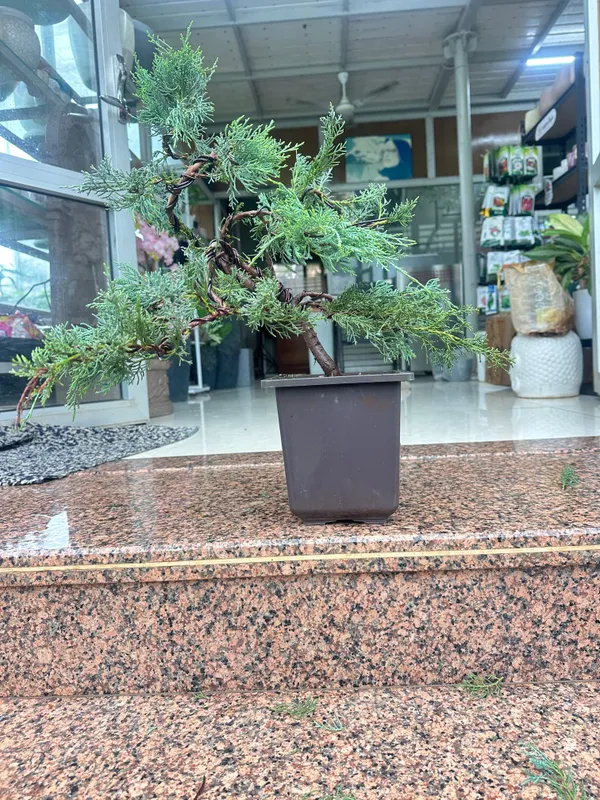 Mature_Blue_Juniper_Bonsai_Pre_Bonsai_Tree_Blue_Foliage_Easy_Growing_Outdoor_Bonsai_Default_Title