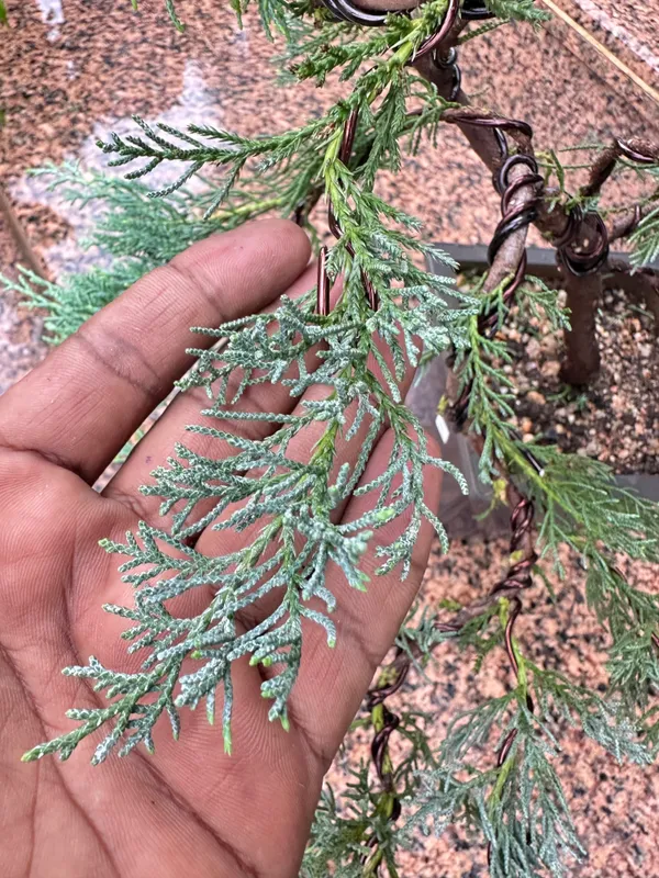 Mature_Blue_Juniper_Bonsai_Pre_Bonsai_Tree_Blue_Foliage_Easy_Growing_Outdoor_Bonsai_Default_Title