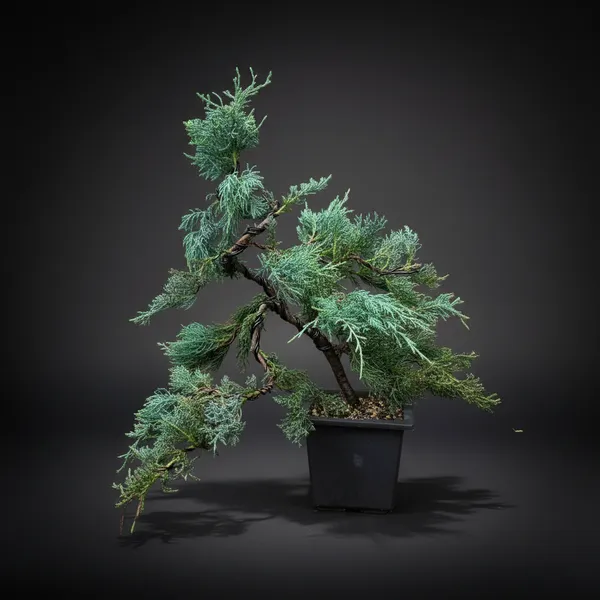 Mature_Blue_Juniper_Bonsai_Pre_Bonsai_Tree_Blue_Foliage_Easy_Growing_Outdoor_Bonsai_Default_Title