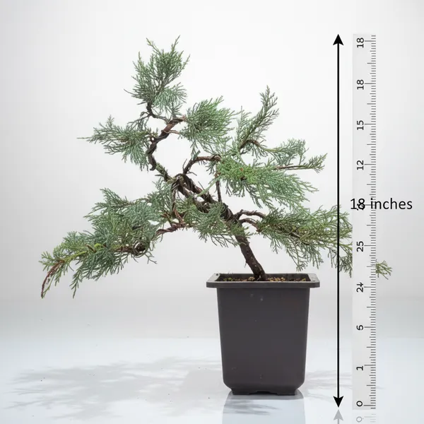 Mature_Blue_Juniper_Bonsai_Pre_Bonsai_Tree_Blue_Foliage_Easy_Growing_Outdoor_Bonsai_Default_Title