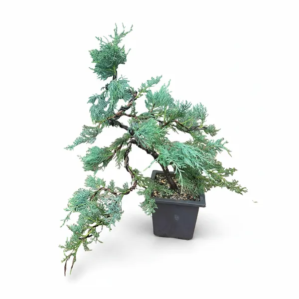 Mature_Blue_Juniper_Bonsai_Pre_Bonsai_Tree_Blue_Foliage_Easy_Growing_Outdoor_Bonsai_Default_Title