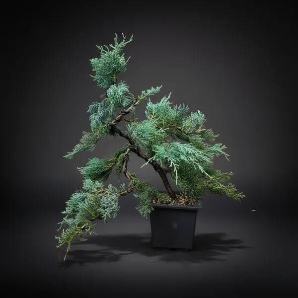 Mature_Blue_Juniper_Bonsai_Pre_Bonsai_Tree_Blue_Foliage_Easy_Growing_Outdoor_Bonsai_Default_Title