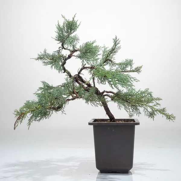 Mature_Blue_Juniper_Bonsai_Pre_Bonsai_Tree_Blue_Foliage_Easy_Growing_Outdoor_Bonsai_Default_Title