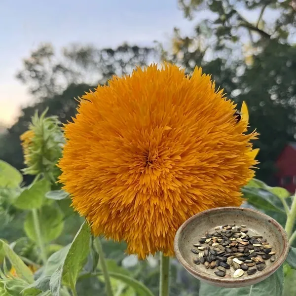 Green_Paradise_Sungold_Sunflower_Seeds_Helianthus_Annuus_Premium_Double_Golden_Pompon_Sunflower_Seeds_Easy_To_Grow_Annual_Flower_Seeds_For_Home_Garden_Balcony_Terrace_Default_Title