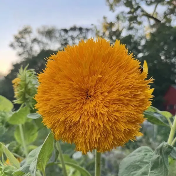 Green_Paradise_Sungold_Sunflower_Seeds_Helianthus_Annuus_Premium_Double_Golden_Pompon_Sunflower_Seeds_Easy_To_Grow_Annual_Flower_Seeds_For_Home_Garden_Balcony_Terrace_Default_Title