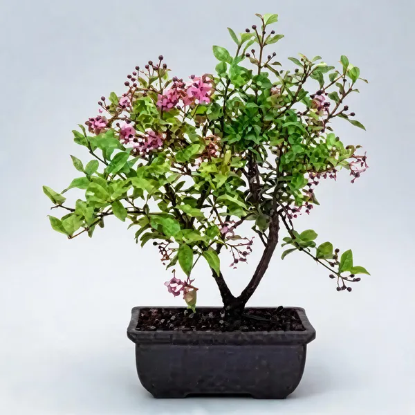 Malpighia_Japanese_Cherry_Blossom_Bonsai_Tree_4_Years_Old_Mature_Tree_Malpighia_Punicifolia_Dwarf_Barbados_Cherry_Tree_Live_Plant