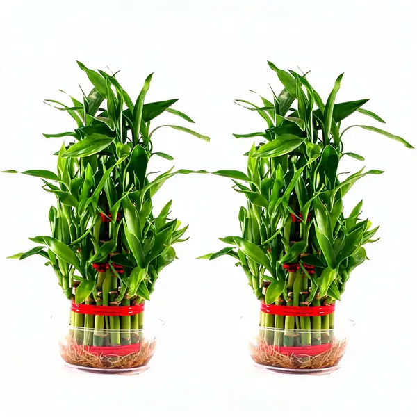 Feng_Shui_Bamboo_2_Layers_Bamboo_Plant_Without_Pot_-_Pack_Of_2