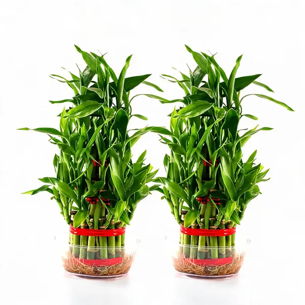 Feng_Shui_Bamboo_2_Layers_Bamboo_Plant_Without_Pot_-_Pack_Of_2