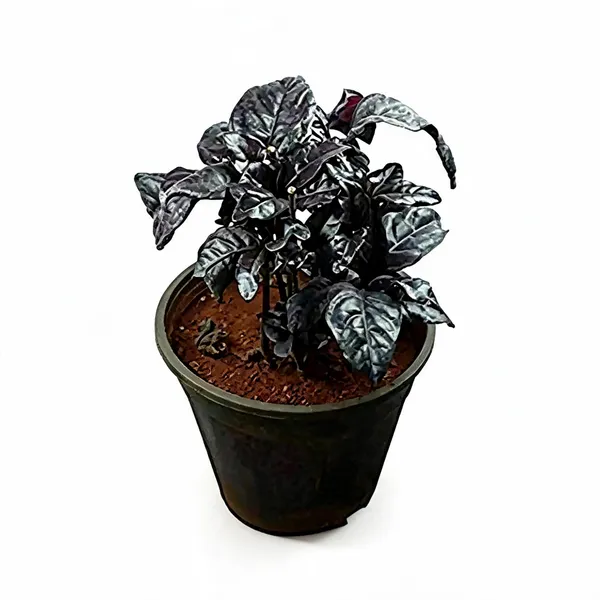 Eranthemum_Nigrum