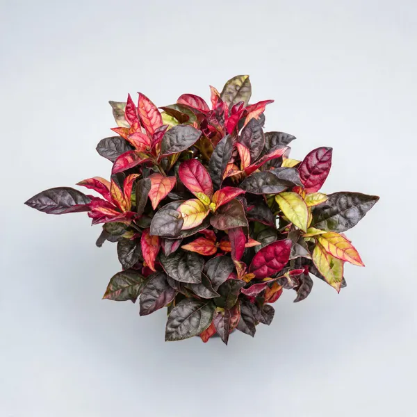 Alternanthera_Ficoidea_Bhaji_Plant_Joseph'S_Coat_Liveplan