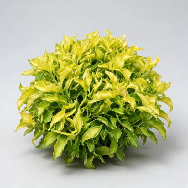 Alternanthera_Yellow_Bhaji_Joseph_S_Coat_Live_Plant