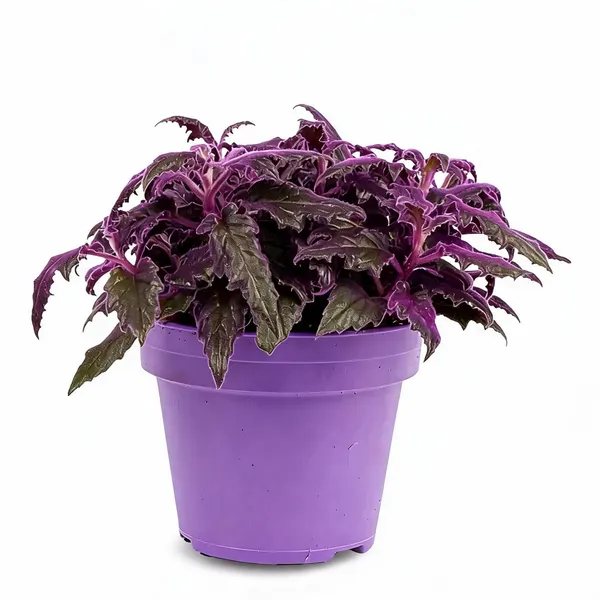 Purple_Passion_Live_Plant