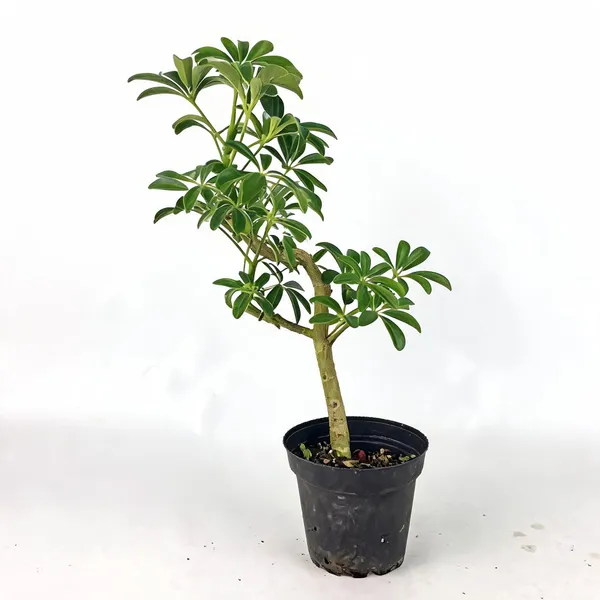 Mini_Schefflera_Bonsai_Live_Plant