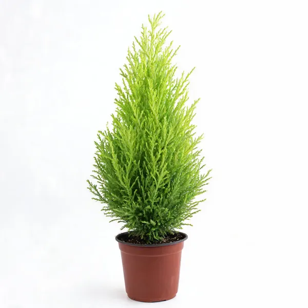 Golden_Cypress_Bonsai_Suitable_Live_Plant_With_Pot