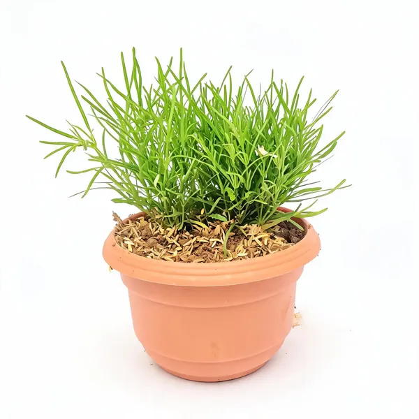 Mini_Flowering_Grass_Suitable_For_Mini_Landscapes_Fairy_Garden_Potted_Garden_Bonsai_Landscapes_Land_Covering
