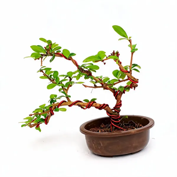 Carmona_Pre_Bonsai_Wax_Malpighia_3_Year_Old_Live_Plant