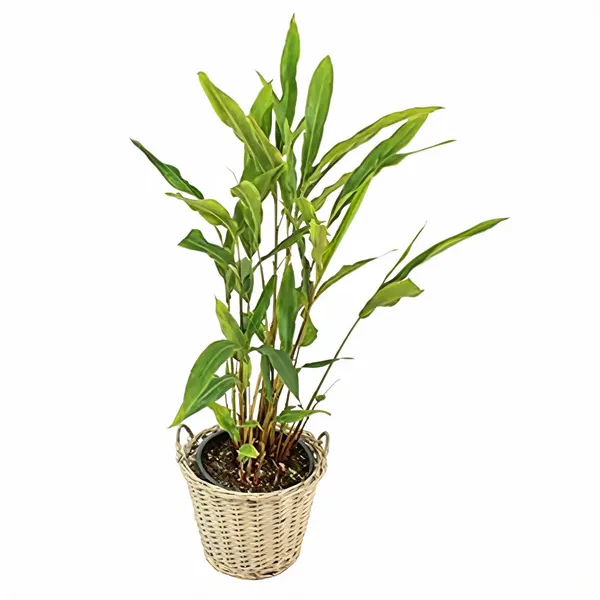 Cardamom_Plant_Elachi_Yallakora_Vellode_Elakkai_Live_Plant