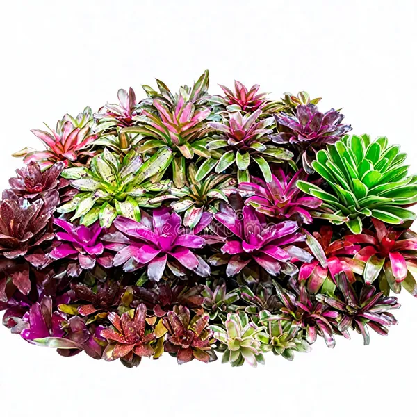 Bromeliad_Plant_Guzmania_Terrarium_Exotic_Tropical_Red_Flower_Tropical_Live_Plant