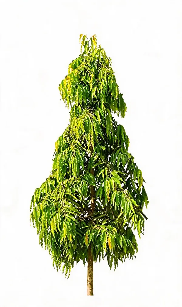 Holy_Asopalav_Tree_Ashoka_Tree_Live_Healthy_Sapling_Plant