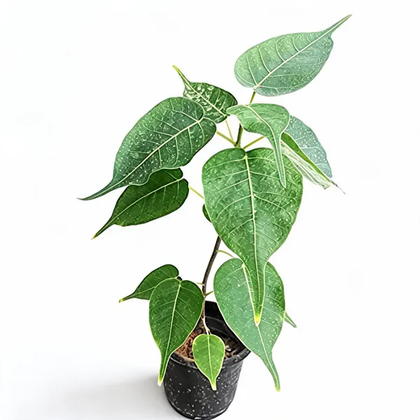 Holy_Pipal_Live_Sapling_Plant_With_Pot
