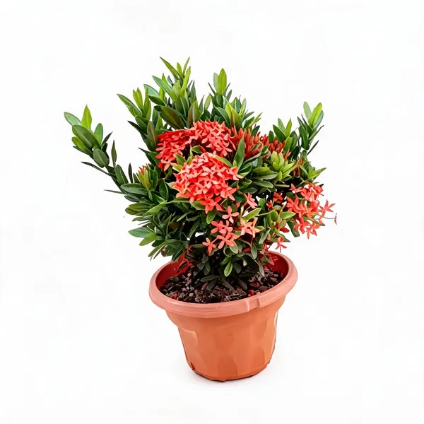 Mini_Ixora_Red_Live_Plant