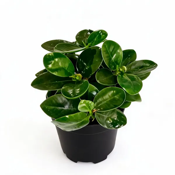 Live_Ficus_Compacta_Bonsai_Plant_With_Pot