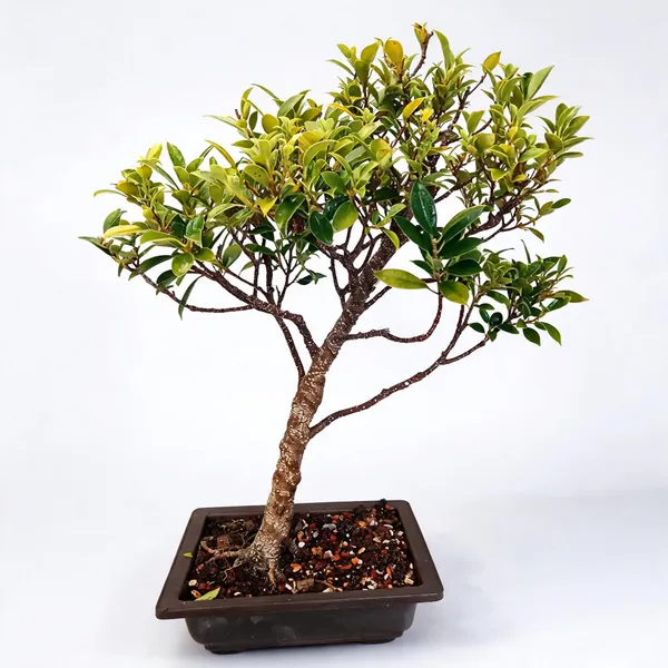 Bonsai_Ficus_Tiger_Bark_4_Years_Old_Live_Bonsai_Plant