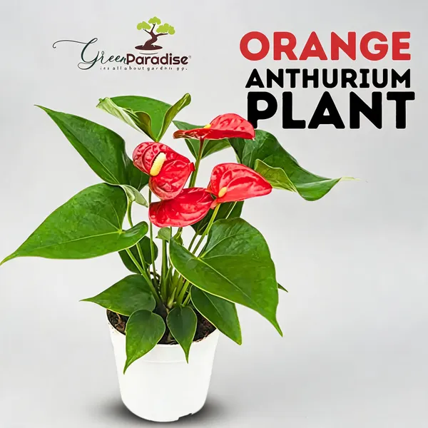 Live_Indoor_Air_Purifying_Orange_Anthurium_Plant_With_Pot