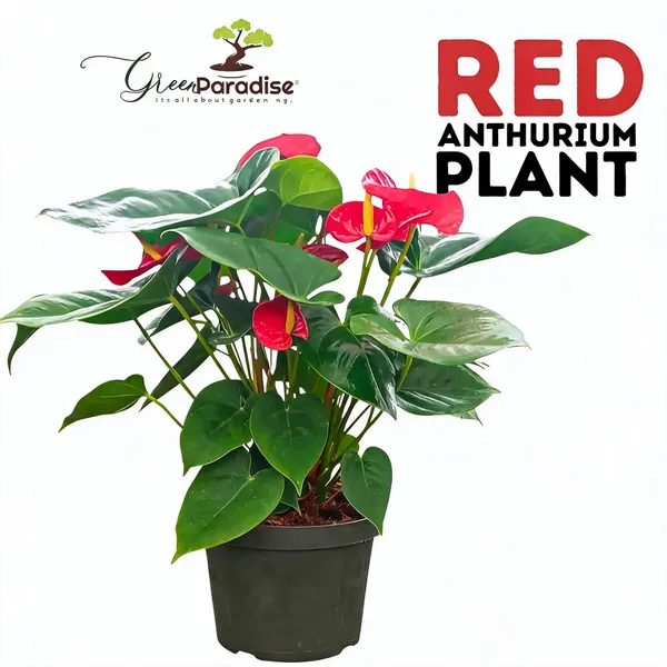 Live_Indoor_Air_Purifying_Red_Anthurium_Plant_With_Pot